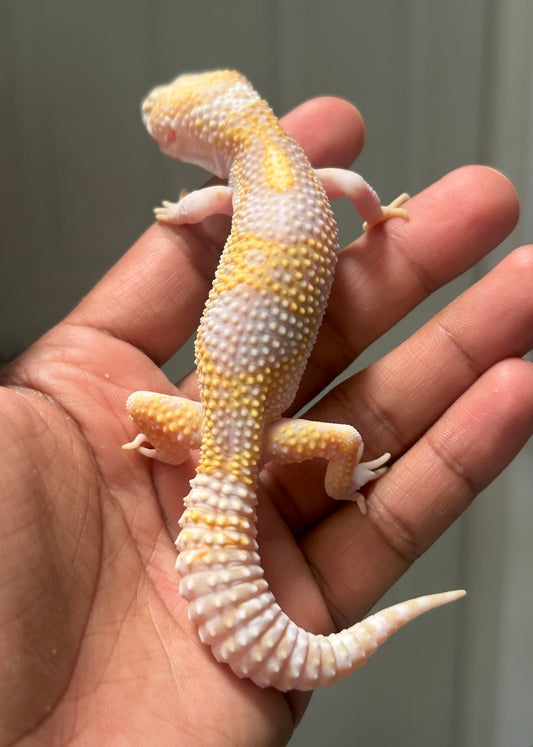 Gecko leopardo tremper het eclipse macho