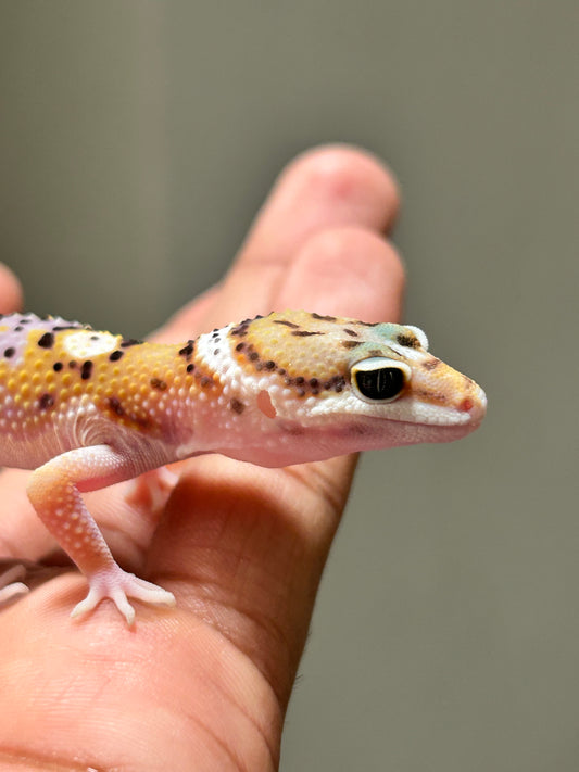 Gecko leopardo High Yellow hembra