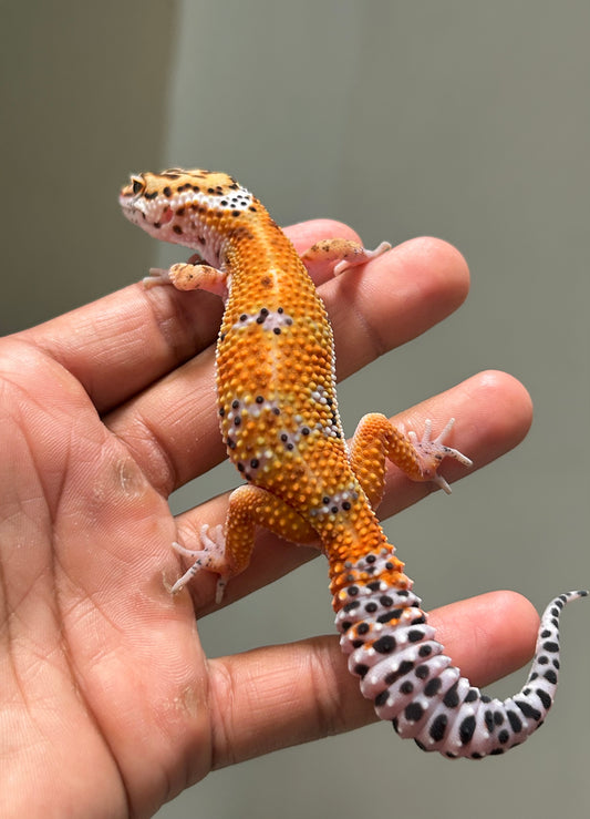 Gecko leopardo Blood inferno macho