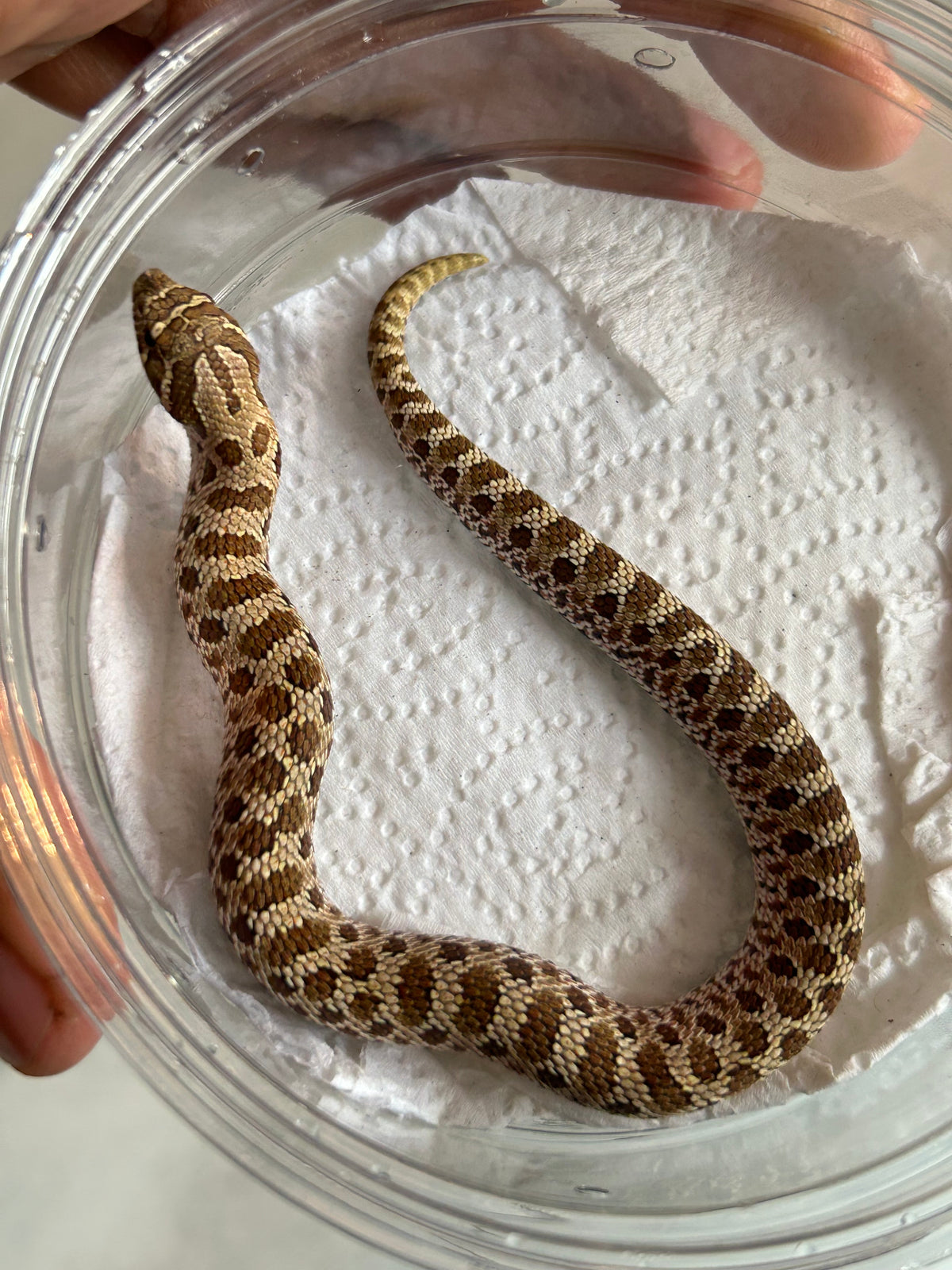 Hognose artic macho