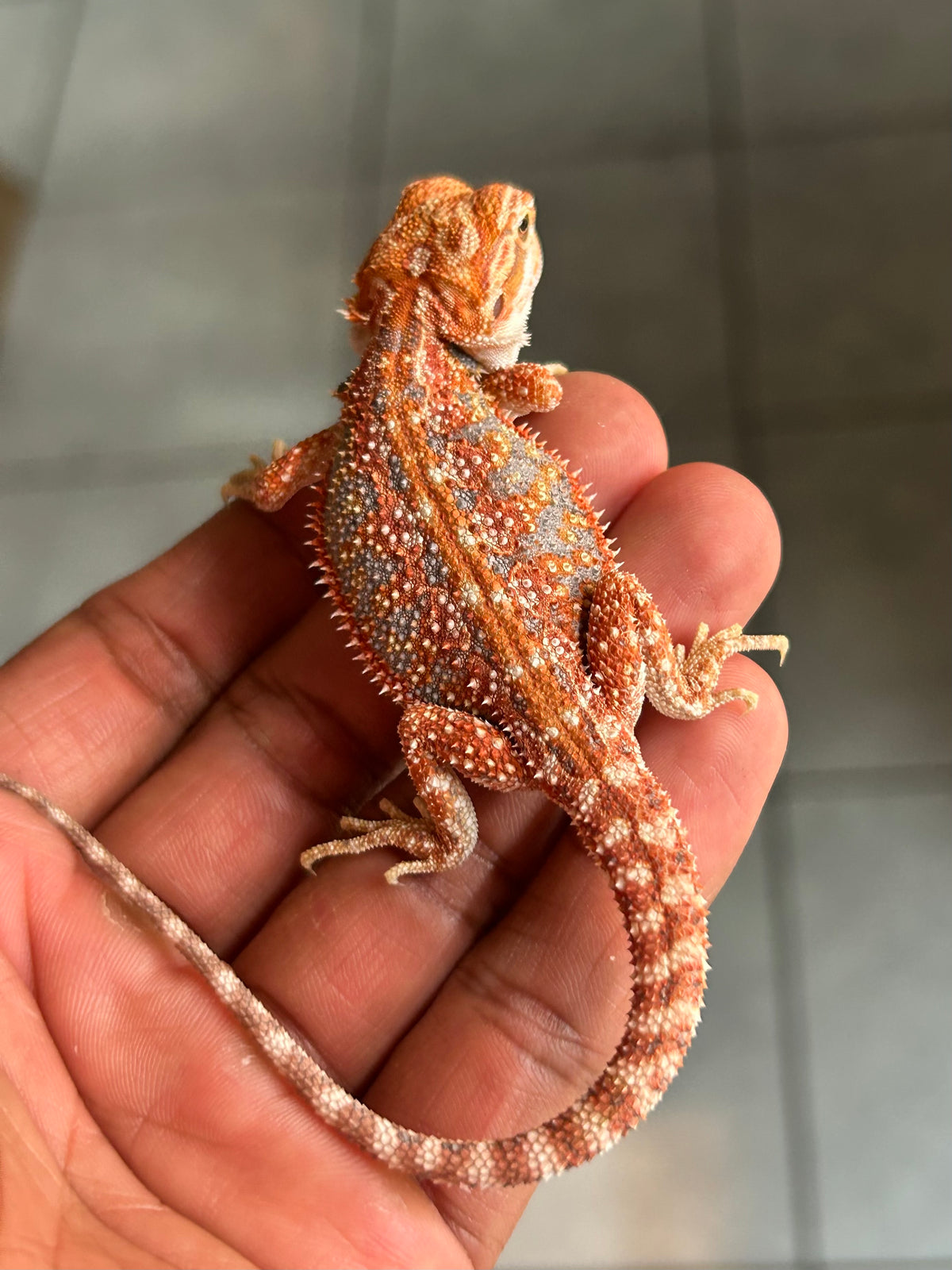 Pogona Red hypo dunner macho