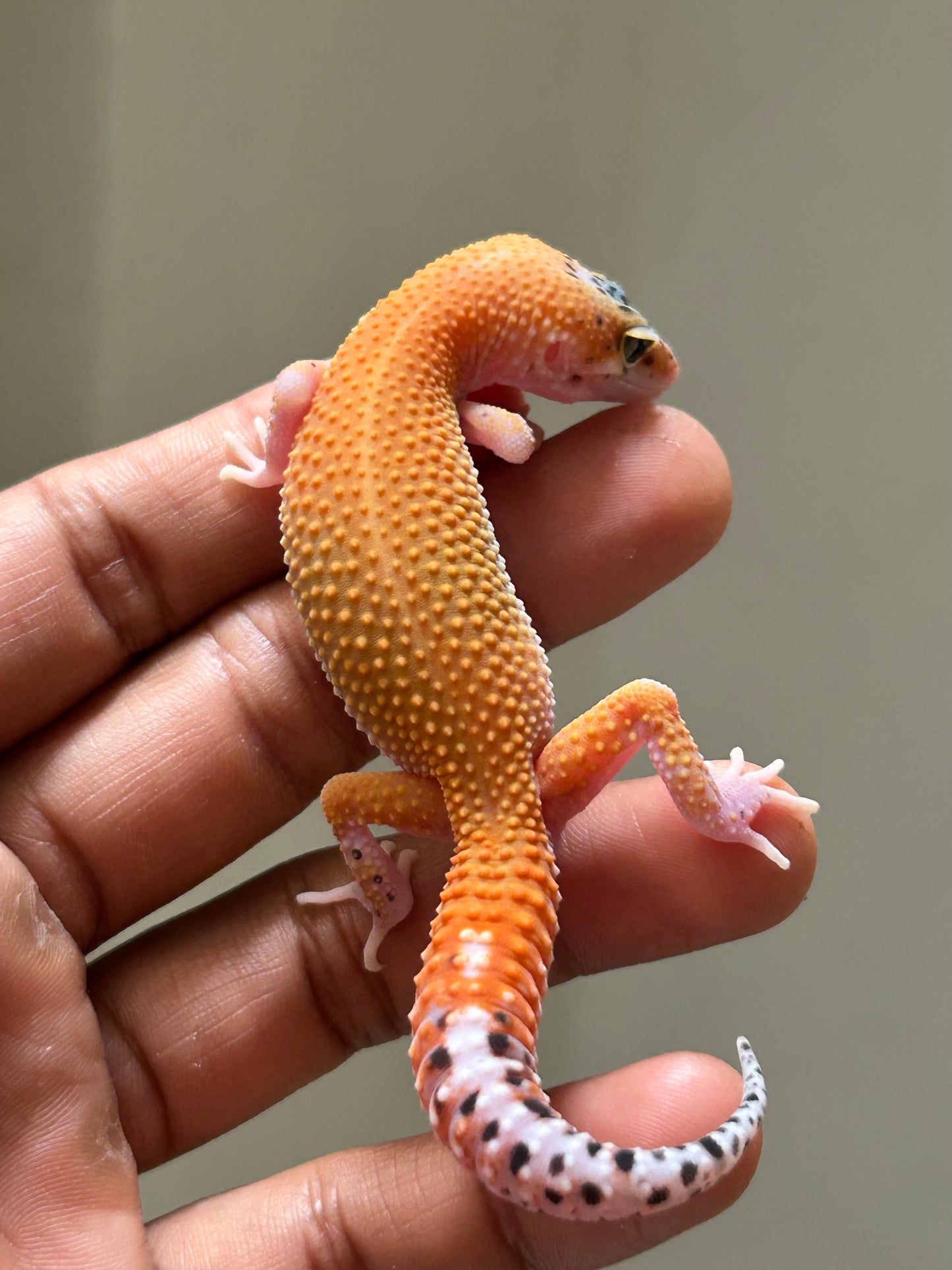 Gecko leopardo Tangerine eclipse