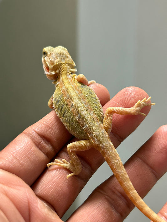 Pogona Citrus hypo leatherback macho