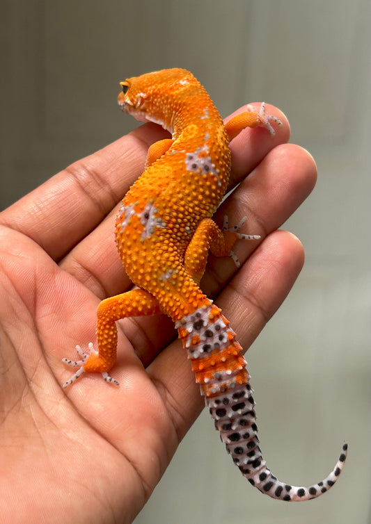 Gecko leopardo Blood inferno macho