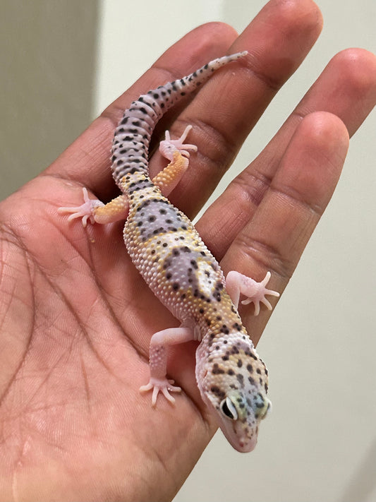 Gecko leopardo W&Y snow eclipse macho