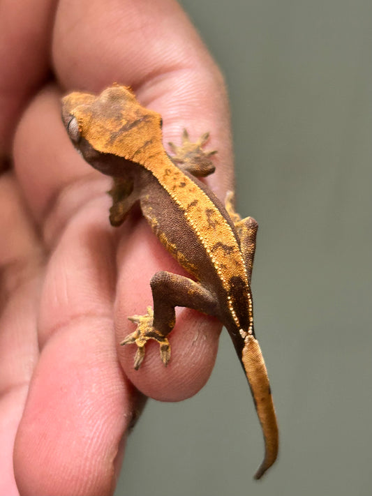 Gecko crestado harlequin pinstripe