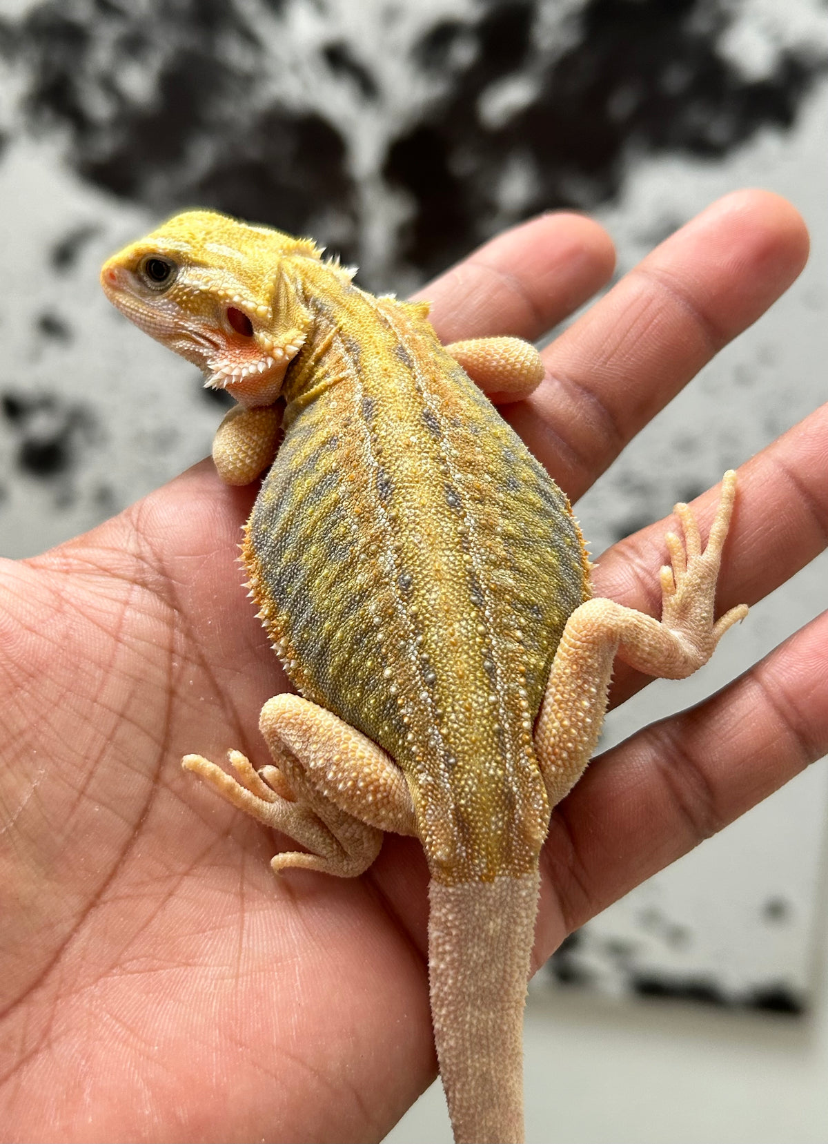 Pogona Citrus hypo trans leatherback dunner hembra