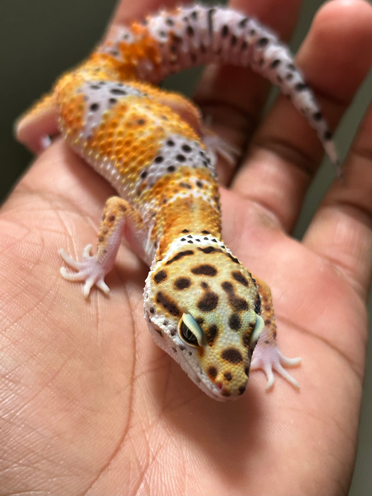 Gecko leopardo Blood hembra