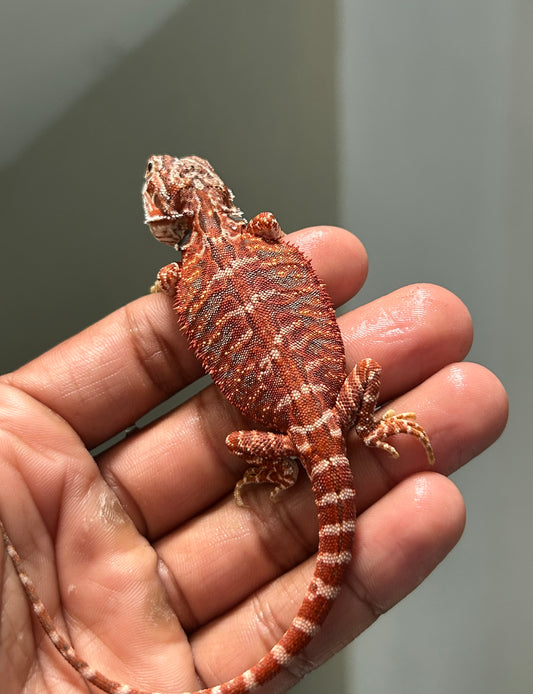 Pogona Chamuco hypo leatherback macho