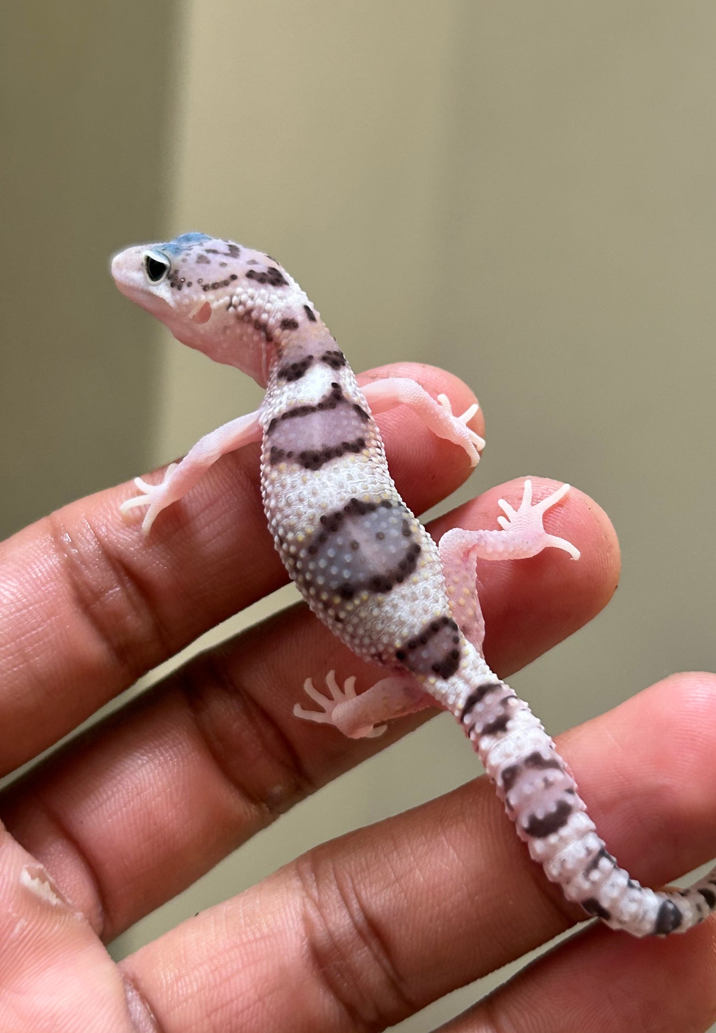 Gecko leopardo W&Y snow eclipse