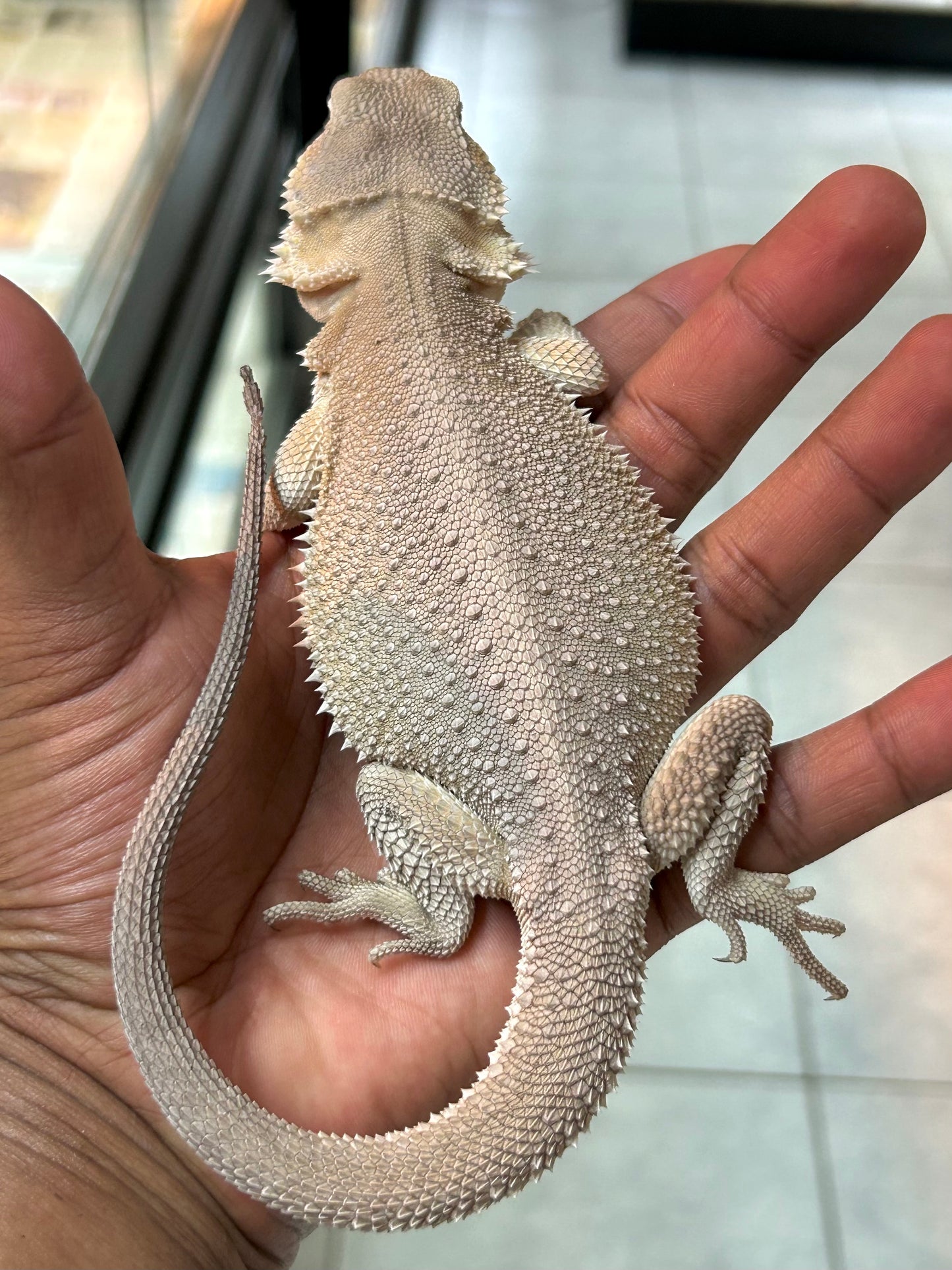Pogona Witblits het hypo macho