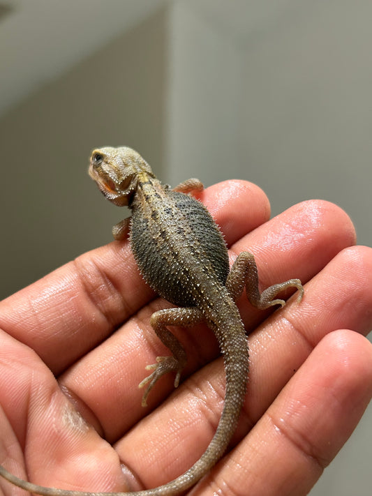 Pogona Trans hypo macho