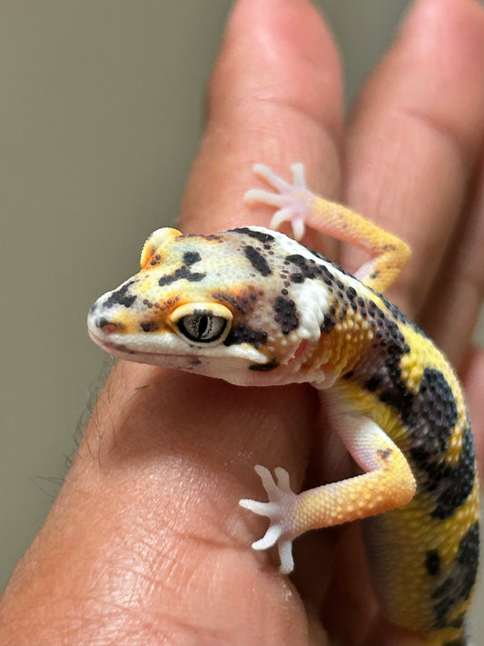 Gecko leopardo Snow Lemon Frost macho