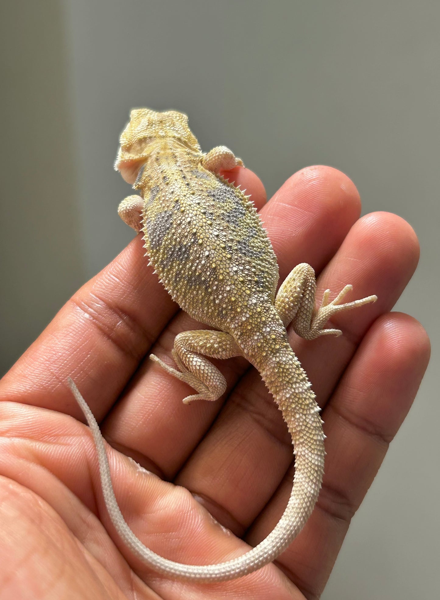 Pogona Hypo het zero macho