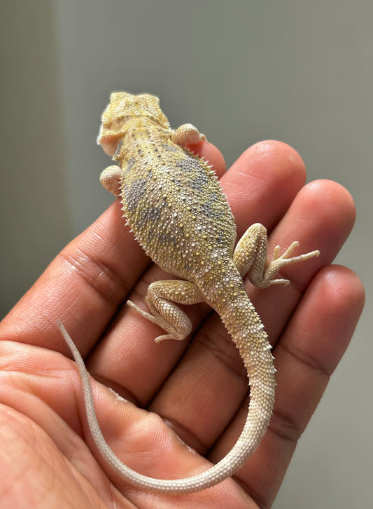 Pogona Hypo het zero macho