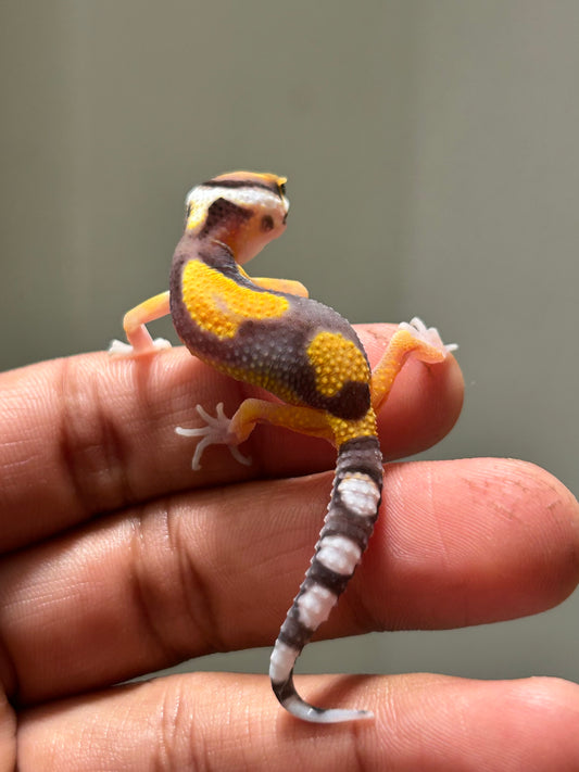 Gecko leopardo jungle