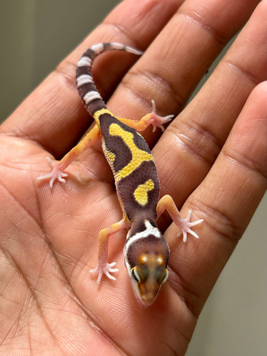 Gecko leopardo Snow