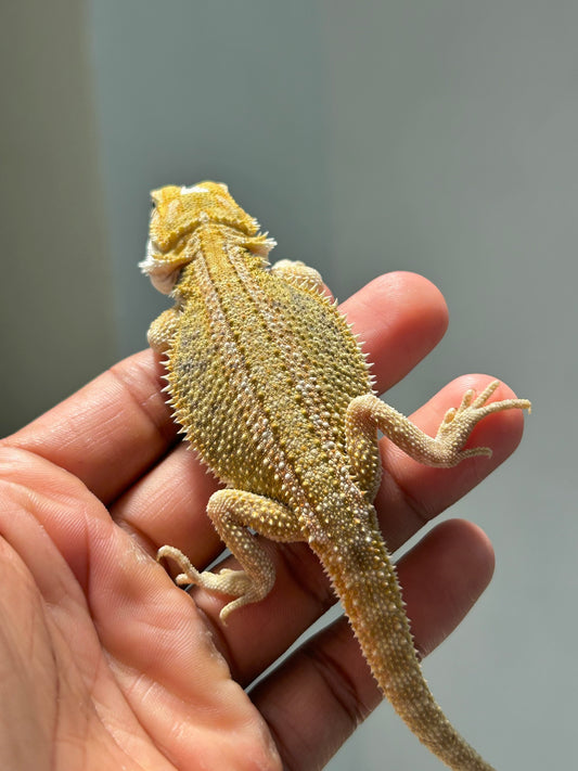 Pogona Citrus hypo hembra