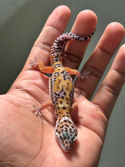 Gecko leopardo jungle macho