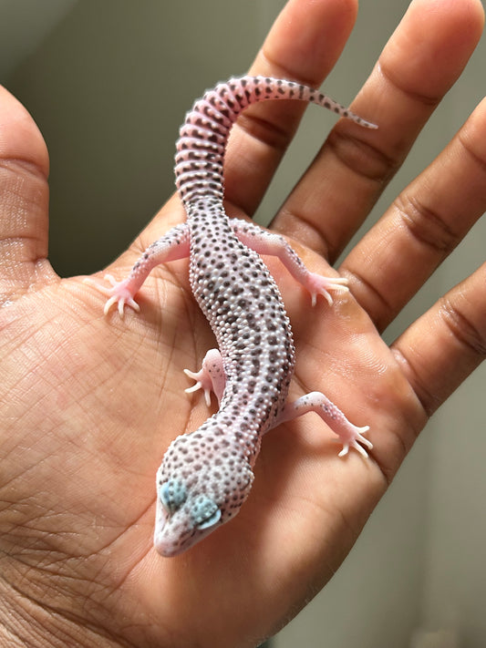 Gecko leopardo Super Snow macho