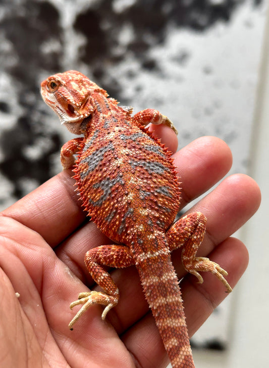 Pogona Red Hypo Blue Tiger Macho