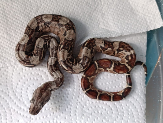 Boa colombiana Hypo hembra
