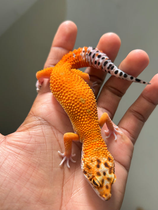 Gecko leopardo Blood inferno macho