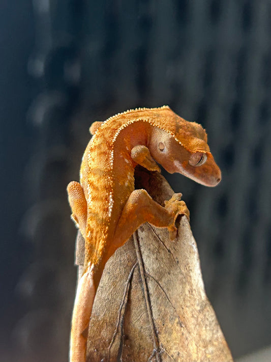 Gecko crestado extreme harlequin pinstripe