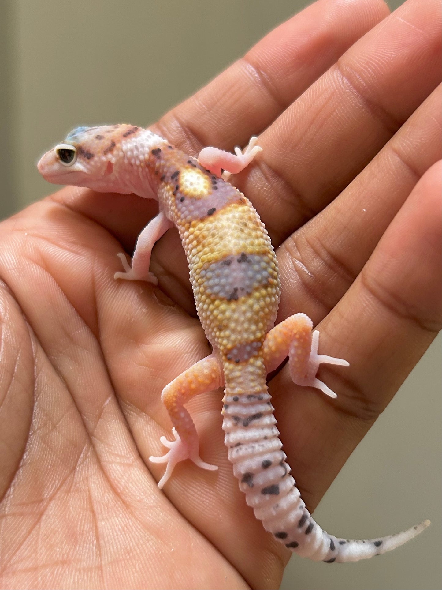 Gecko leopardo W&Y snow eclipse macho