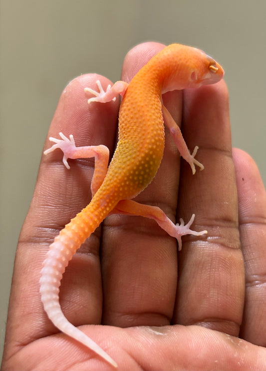 Gecko Leopardo blood raptor