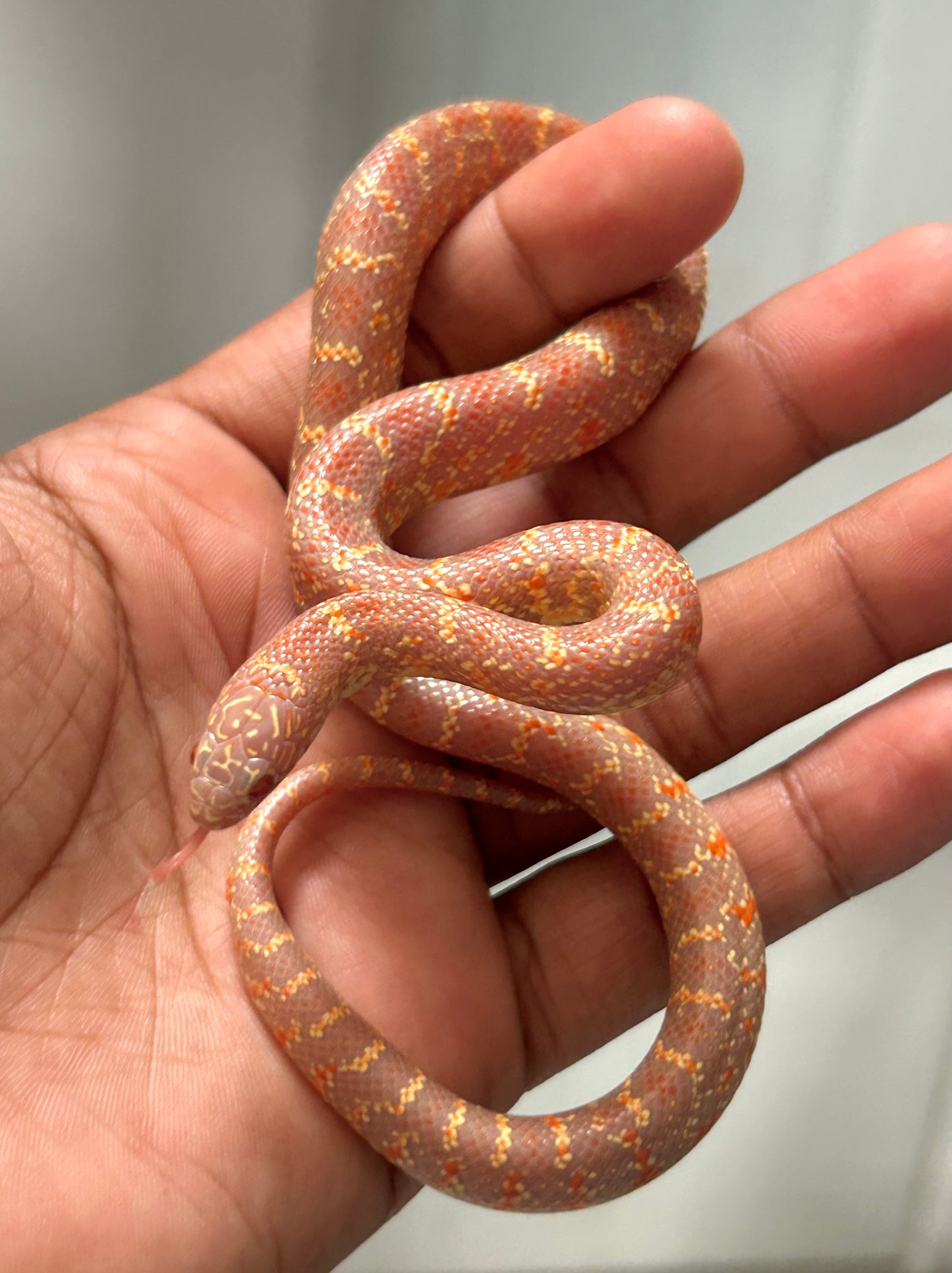 Serpiente Rey de brooks lavender macho