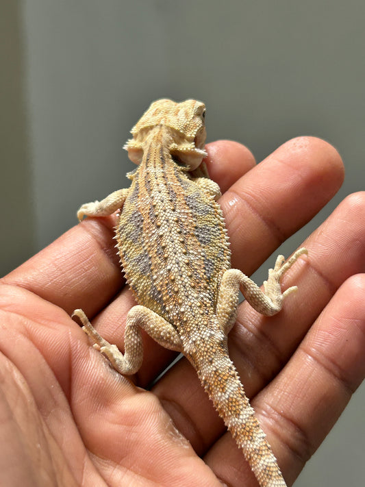 Pogona Hypo het zero hembra