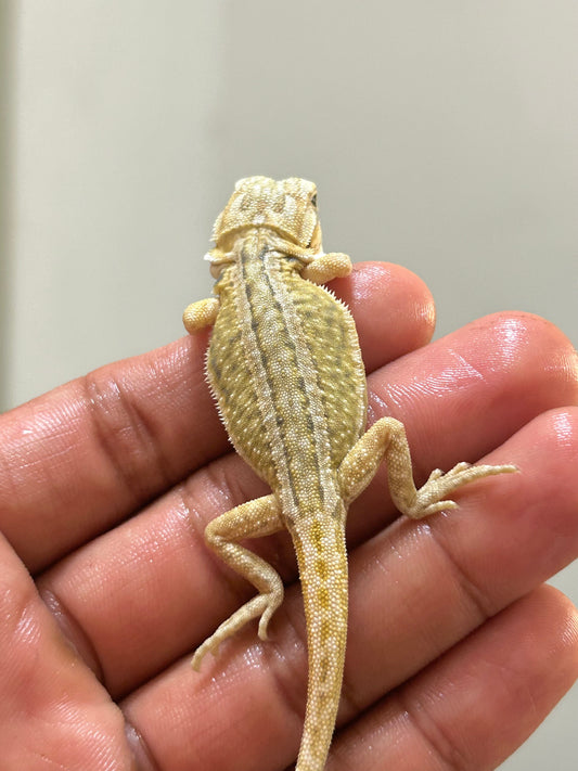 Pogona Citrus hypo dunner leatherback macho