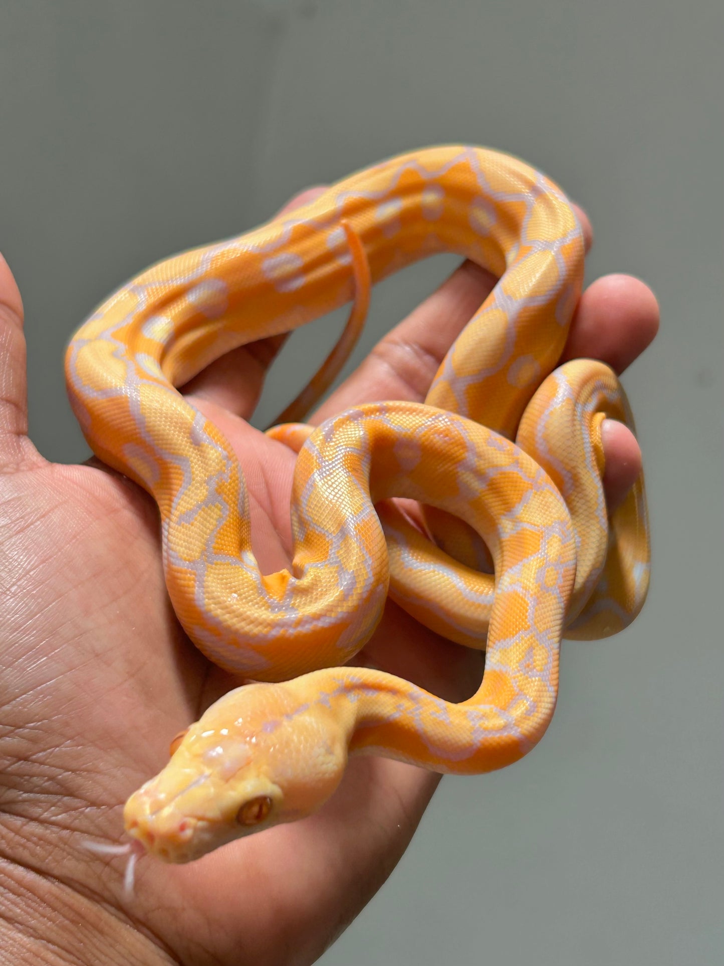 Pitón reticulada lavender sunfire poss het antrax hembra