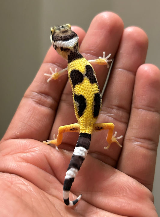 Gecko leopardo Lemon Frost