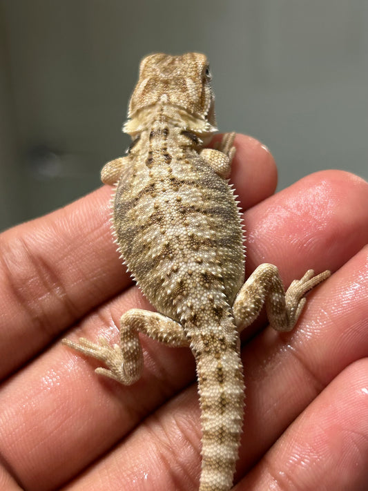 Pogona nominal het hypo/witblits macho