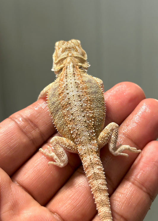 Pogona Nominal het hypo/witblits macho