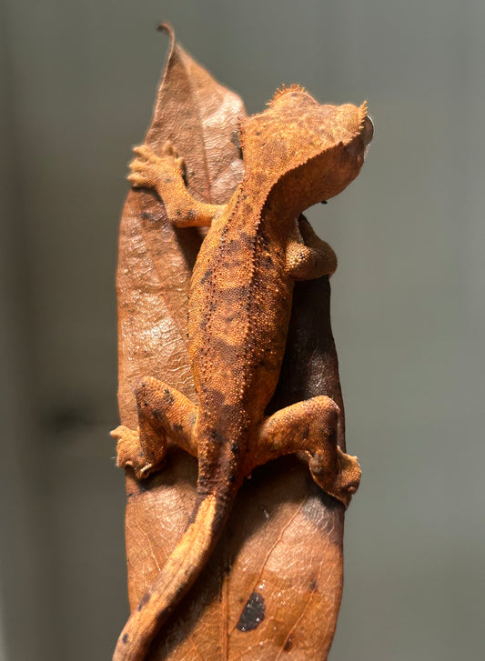 Gecko crestado dalmata
