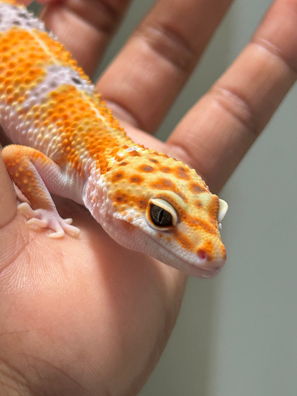 Gecko leopardo Blood macho