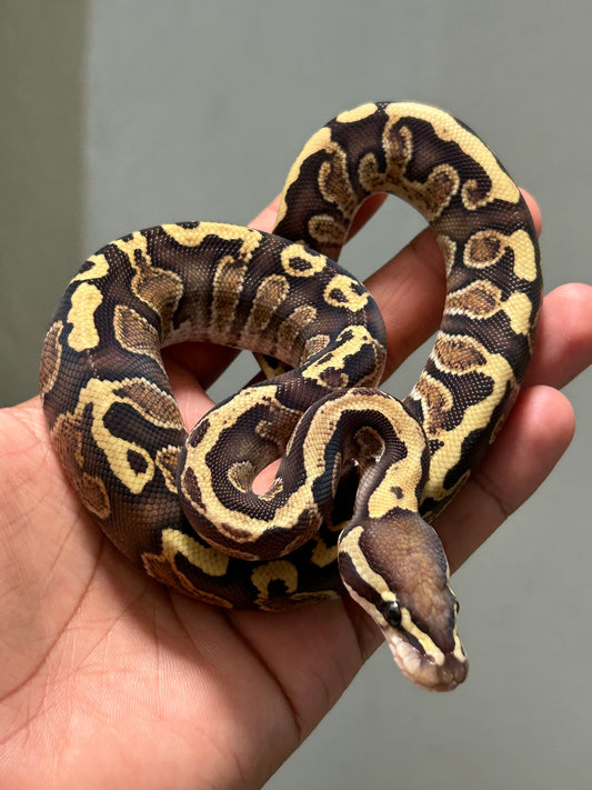 Pitón bola Ghi disco hurricane macho