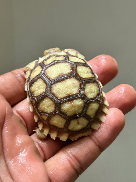 Tortuga sulcata cría