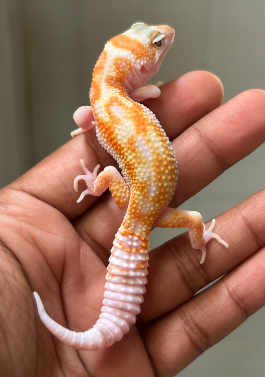 Gecko leopardo W&Y tremper HC macho