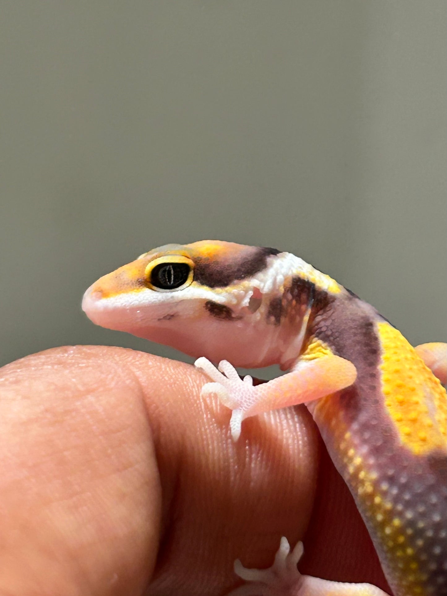 Gecko leopardo jungle