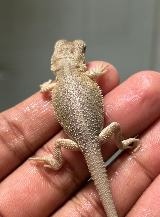 Pogona Witblits het hypo macho