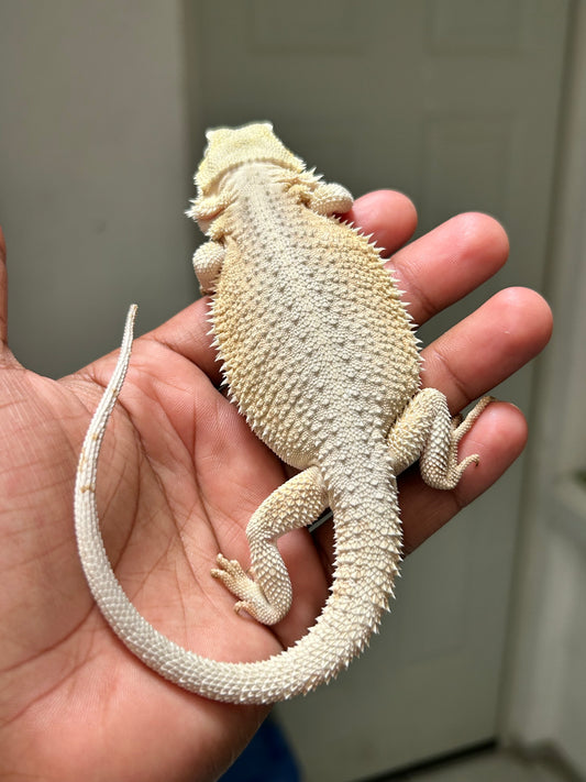Pogona Hypo witblits hembra