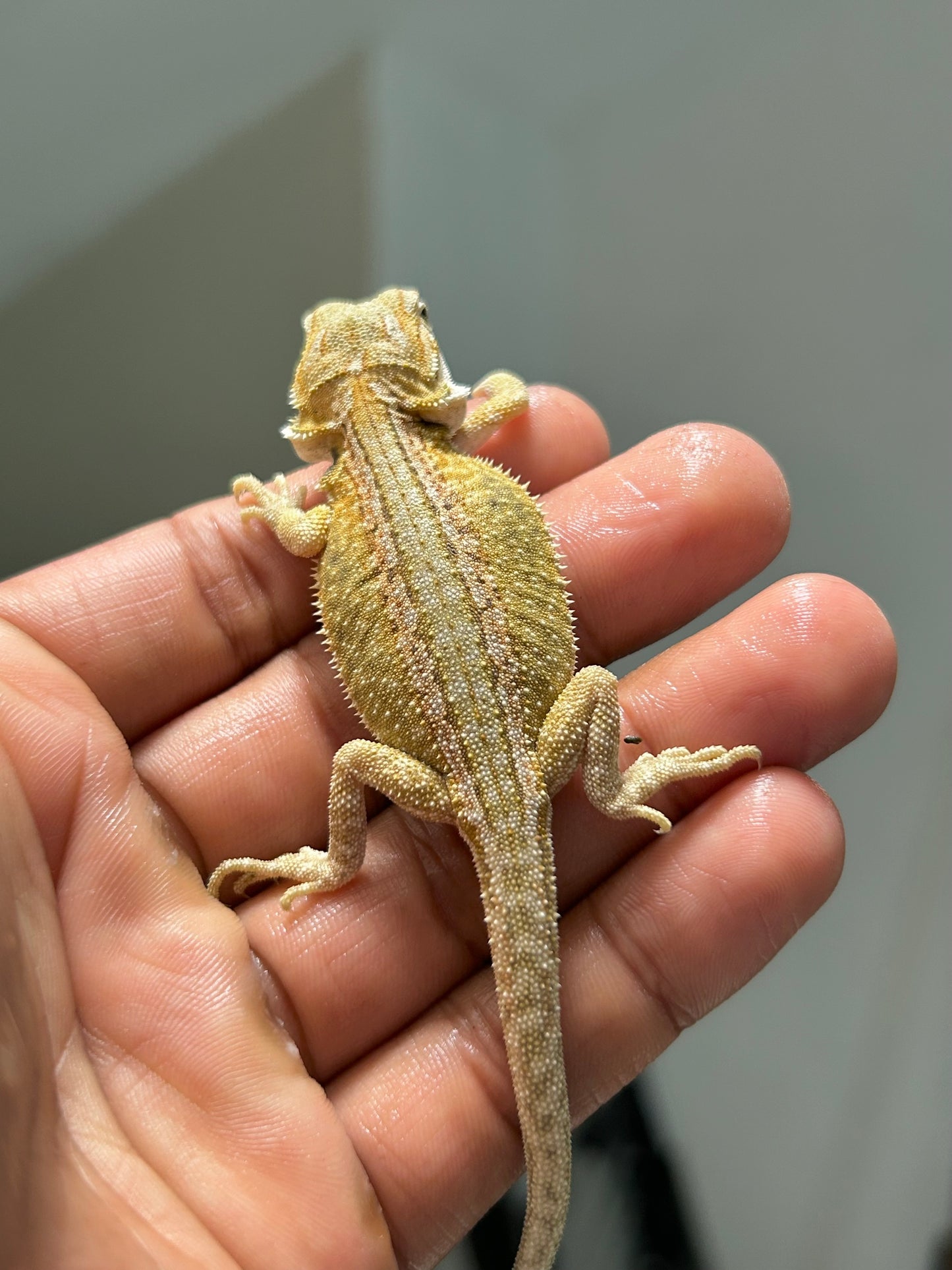 Pogona Citrus hypo leatherback dunner hembra