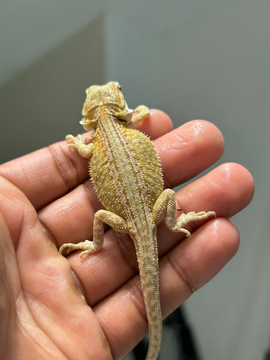 Pogona Citrus hypo leatherback dunner hembra