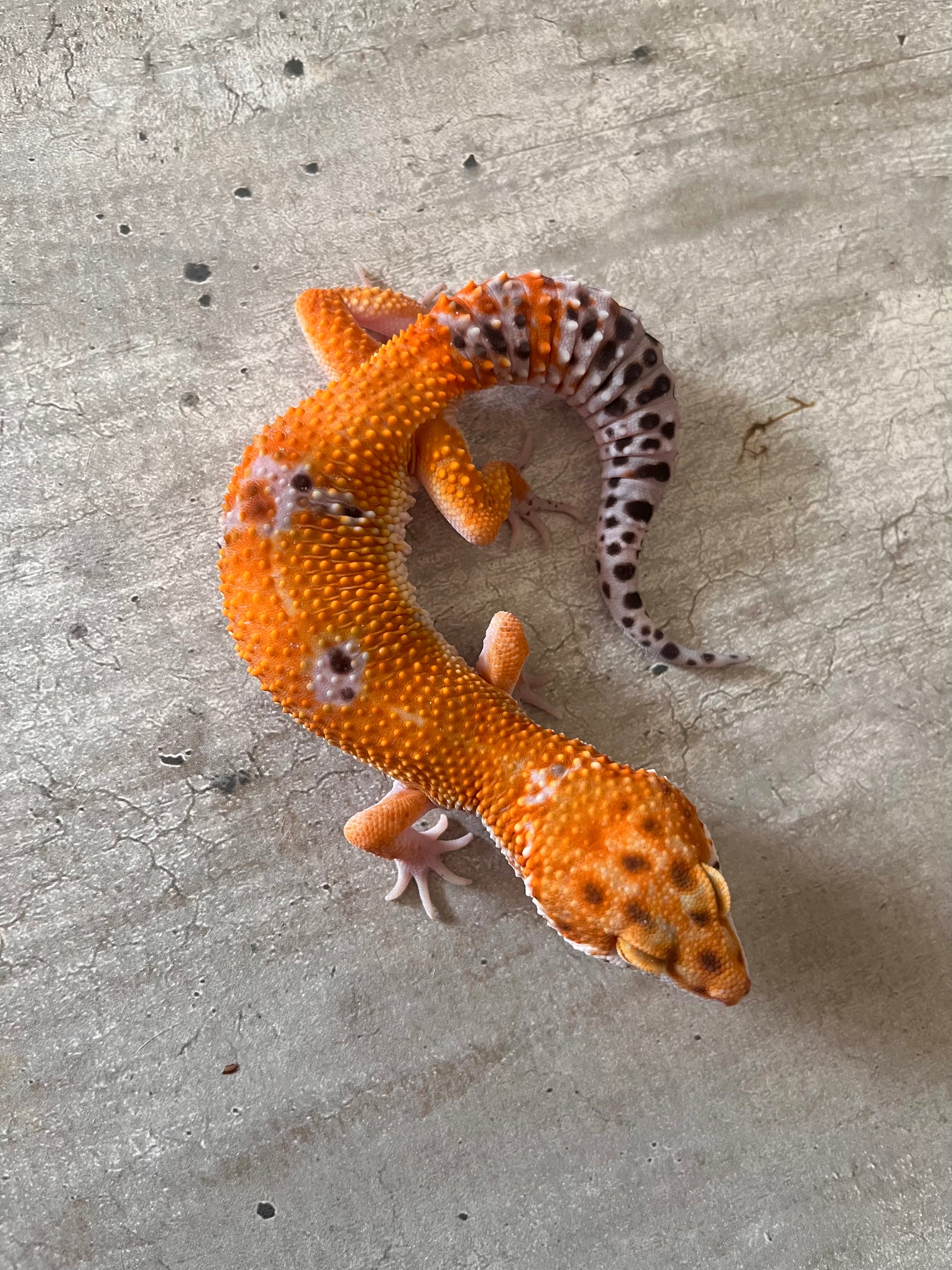 Gecko leopardo Blood inferno cross macho – alfareptiles