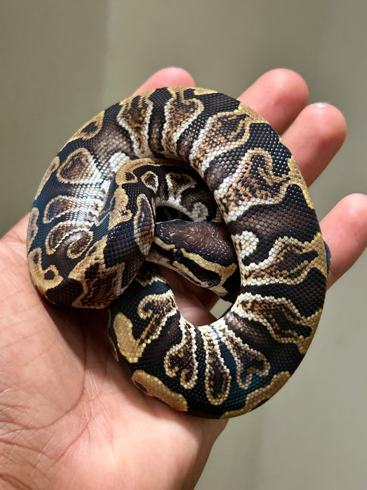 Pitón bola Ghi hurricane macho