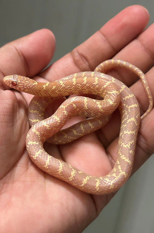 Serpiente Rey de brooks lavender hembra